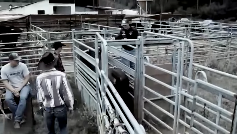 Conflict rond rodeo's in België laait op