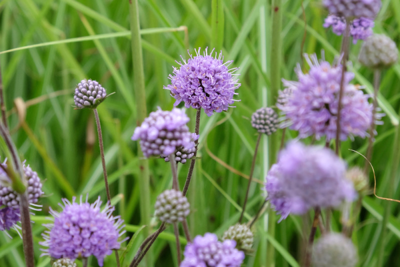 Unieke natuurherstelactie op Wijngaardberg in Rotselaar: duizenden zeldzame planten geplant