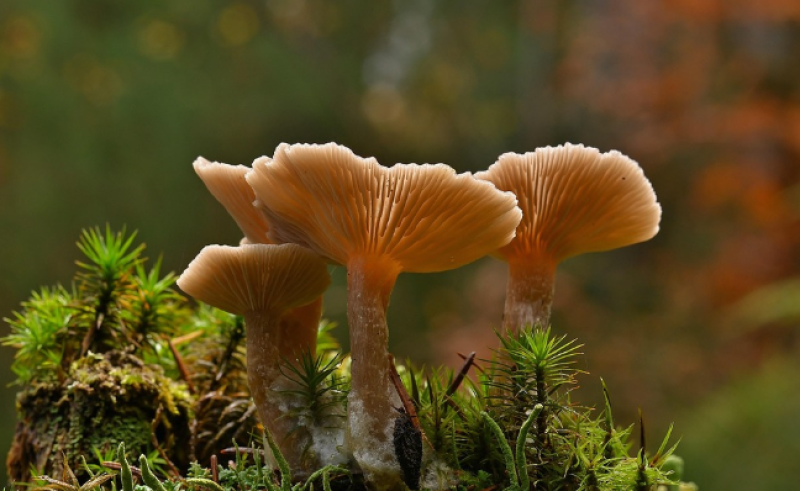 Herfstwandeling Buggenhout Bos: ontdek het paddenstoelenparadijs