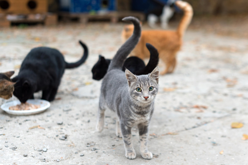Leuven zet in op welzijn zwerfkatten met 14 nieuwe voederhuisjes