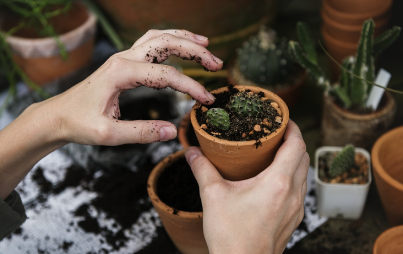 Brugge kleurt de winter: 31.000 planten en ruim 40.000 bloembollen