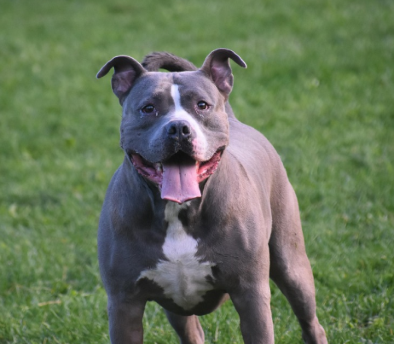 Vrouw en honden lichtgewond na aanval door pitbull in Sinaai