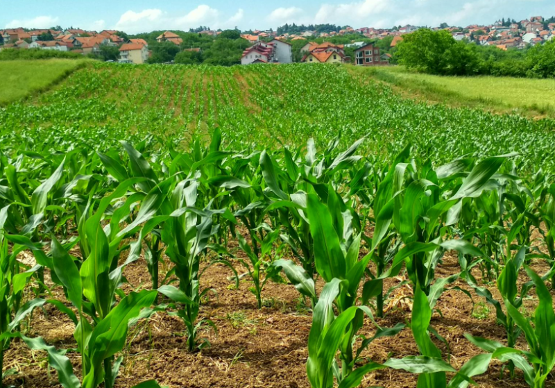 Griekenland: grootschalige fraude met landbouwsubsidies en witwassen van geld