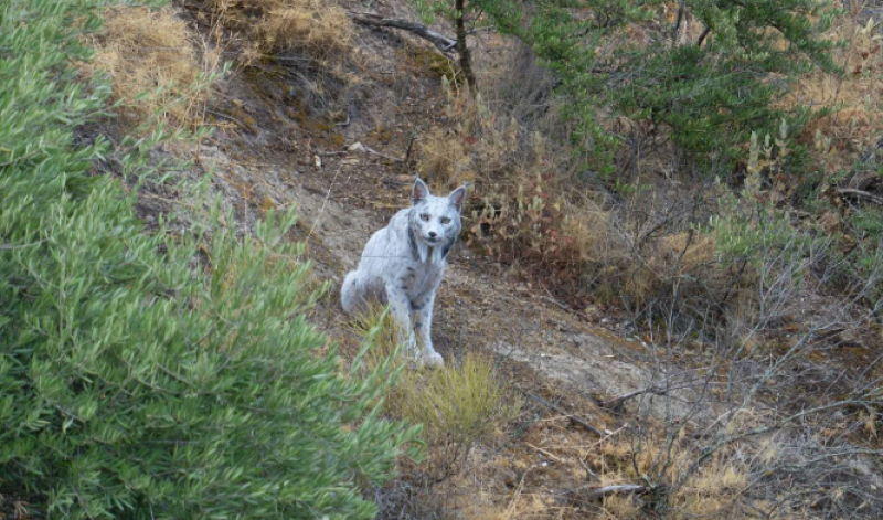 🎥 Zeldzame witte lynx in Spanje: poezenpak of puur natuur?