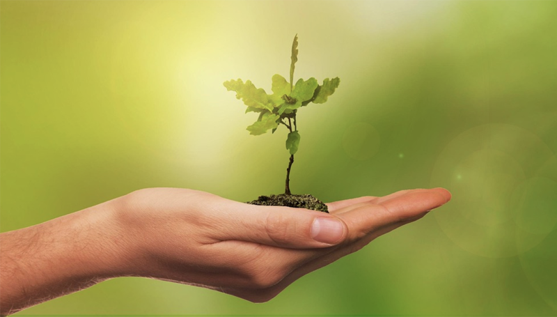Sint-Niklaas deelt gratis bomen en struiken uit voor meer biodiversiteit