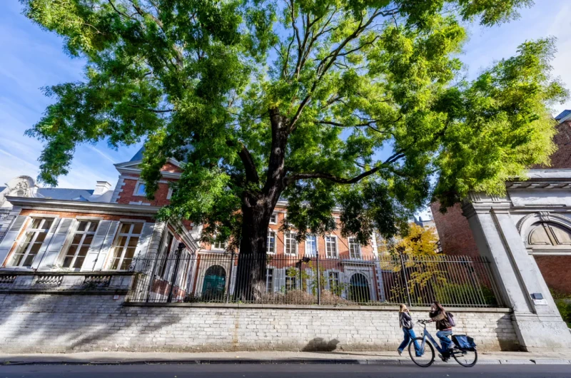Leuvenaars waarderen historische Japanse honingboom op miljoenen