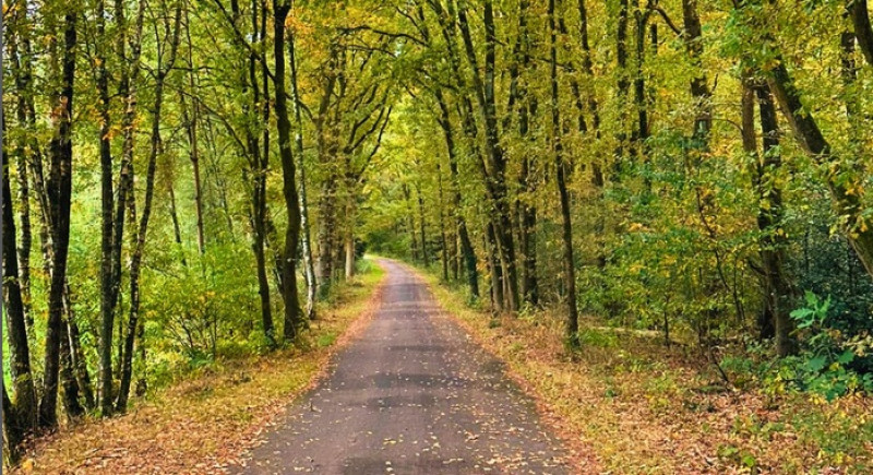 Europese bizons brengen wildernis terug naar Nationaal Park Bosland in 2027