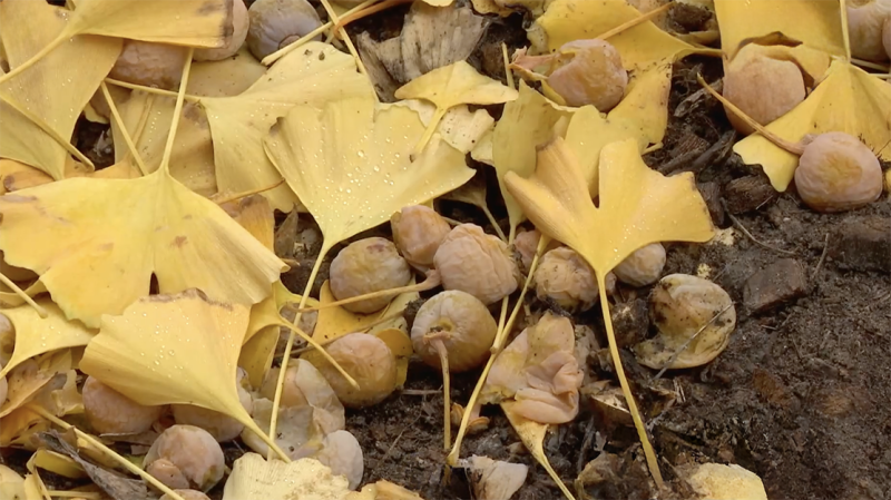 Ekeren neemt afscheid van stinkende ginkgobomen