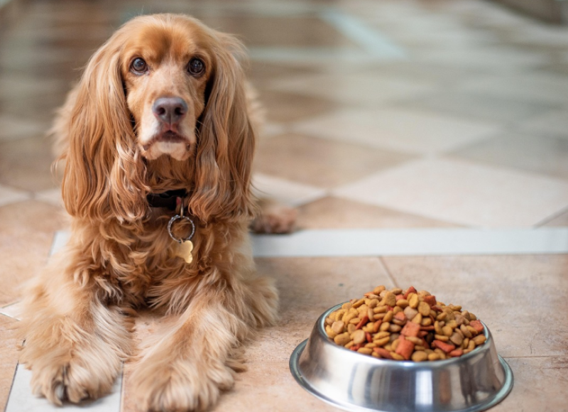 Gentse ondernemers lanceren natuurlijke hondensnack Chewpi