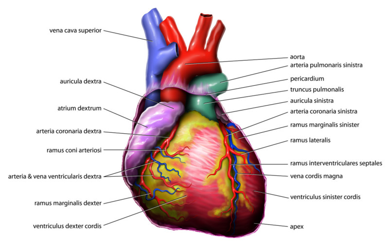 Grootschalige studie: miljoenen mensen nemen onnodig bètablokkers, cardiologen verdeeld