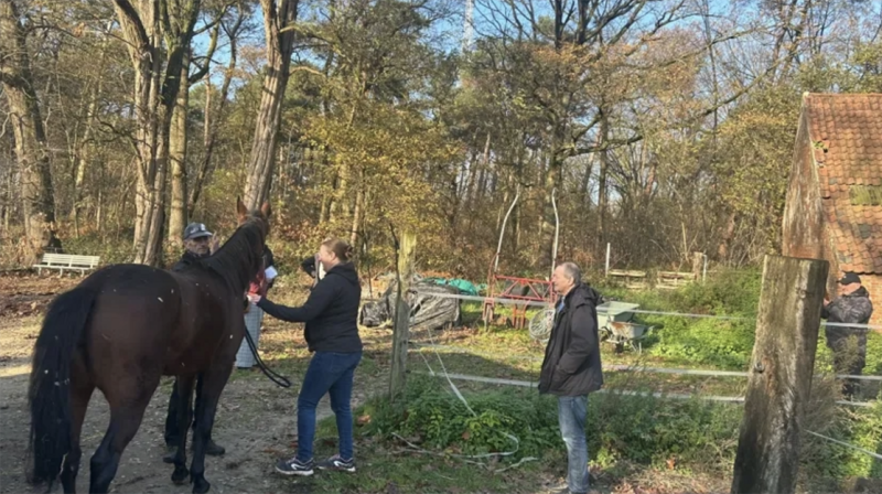 Gestolen renpaarden terug in Olen na avontuur in Roemenië