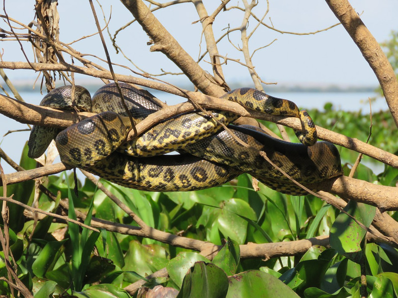 Poetin volgt Chinese "anaconda-strategie": om Europa te "wurgen", kopieert hij Xi’s acties tegen Taiwan