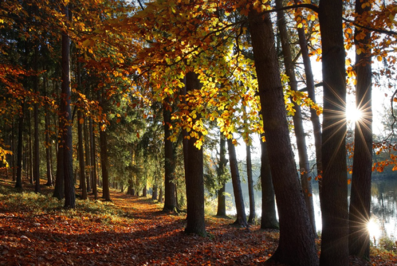 Nieuw natuurgebied Foreest opent in Sint-Andries, Brugge
