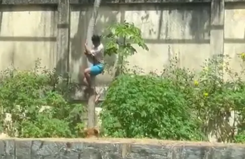 🎥 Braziliaanse tiener sterft na binnendringen leeuwenverblijf