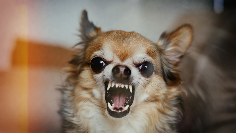 Ongekende wreedheid: man een jaar lang mishandeld tussen 60 chihuahua’s