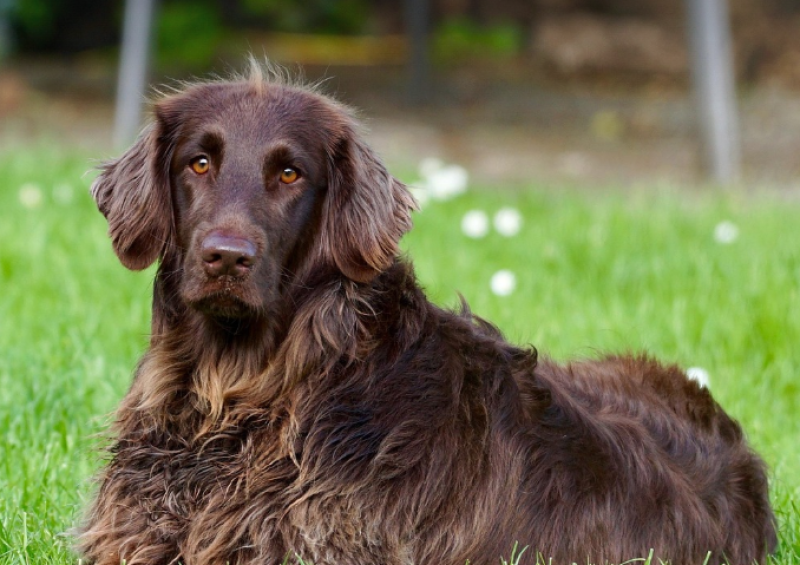 Gepensioneerd koppel uit Roeselare riskeert verbod op dierenbezit