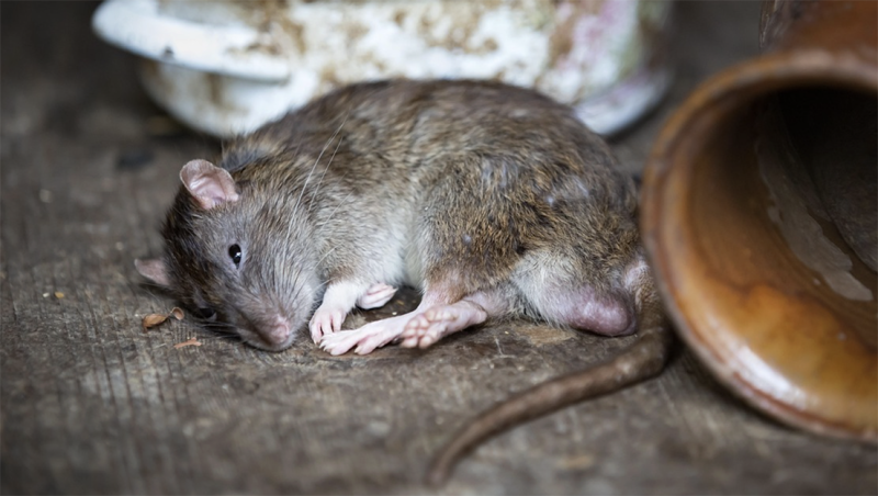 Herenthout bestrijdt rattenplaag met innovatieve vangbakken