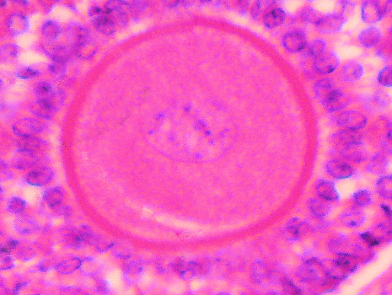 Studie coronavaccin: timing tijdens menstruatiecyclus heeft grote impact qua bijwerkingen