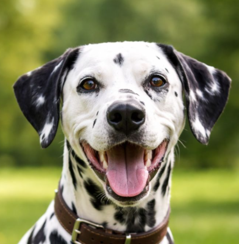 Gent neemt afscheid van geliefde Opa Bruce, de dalmatiër