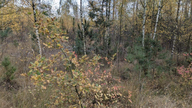 Grootschalige kap in Eksterheide moet bos diverser maken