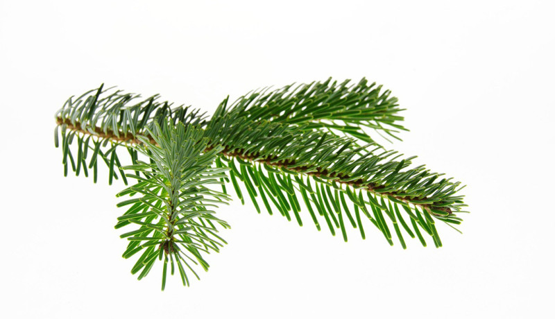 Inzameling van kerstbomen in Sint-Katelijne-Waver van start