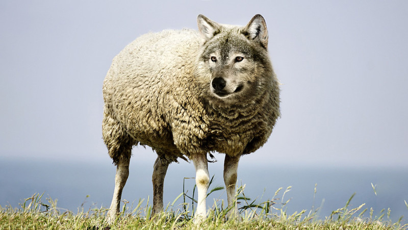 Herdenking van doodgeschoten wolf Bram loopt uit de hand: politie scheidt voor- en tegenstanders