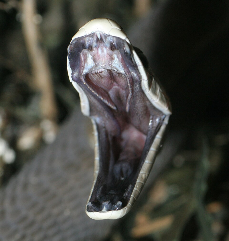 Black Mamba: spotgoedkoop, extreem verslavend en uiterst gevaarlijk - effect zoals heroïne, niét cannabis