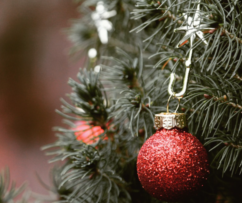 Kerstboomophaling in Gistel: zet je boom klaar!
