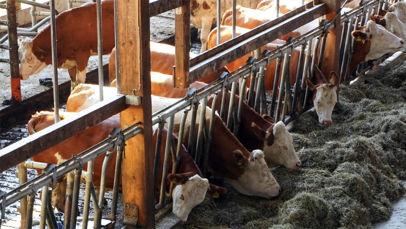 Herselt krijgt eigen landbouwraad om stem van boeren te versterken