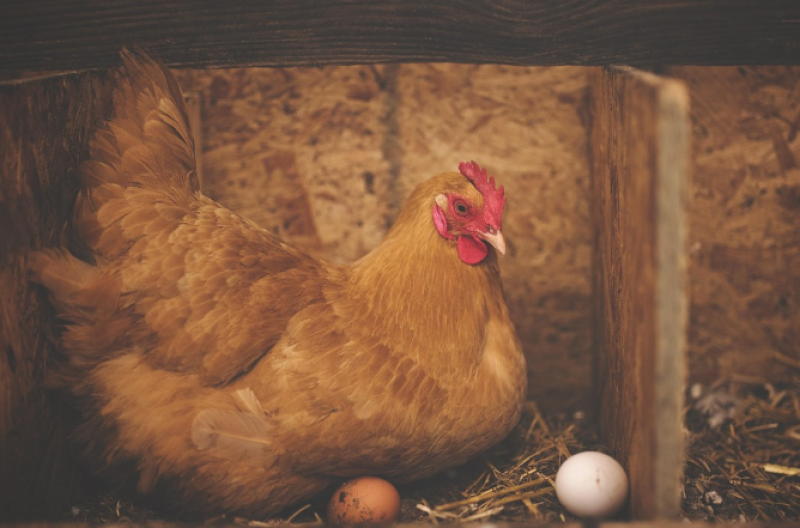 Vogelgriep treft Veurne opnieuw: strengere maatregelen ingesteld