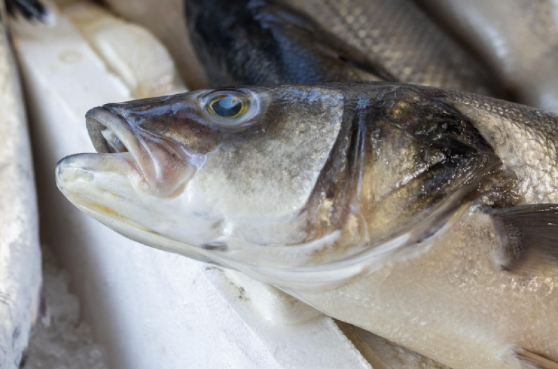 Visbar bij Balthazar: culinair genieten aan de Leie