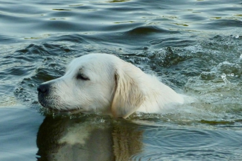 Honden en baasjes nemen afscheid van zwembad Sinbad met unieke duik