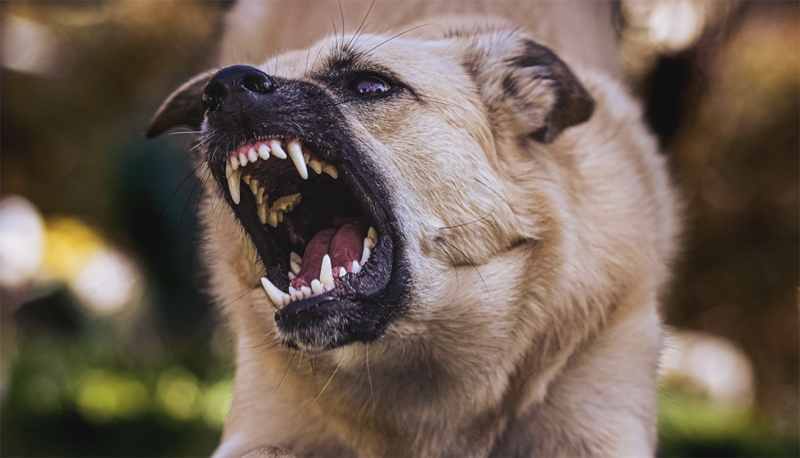 Vrouw in Schilde werkonbekwaam na aanval door drie honden