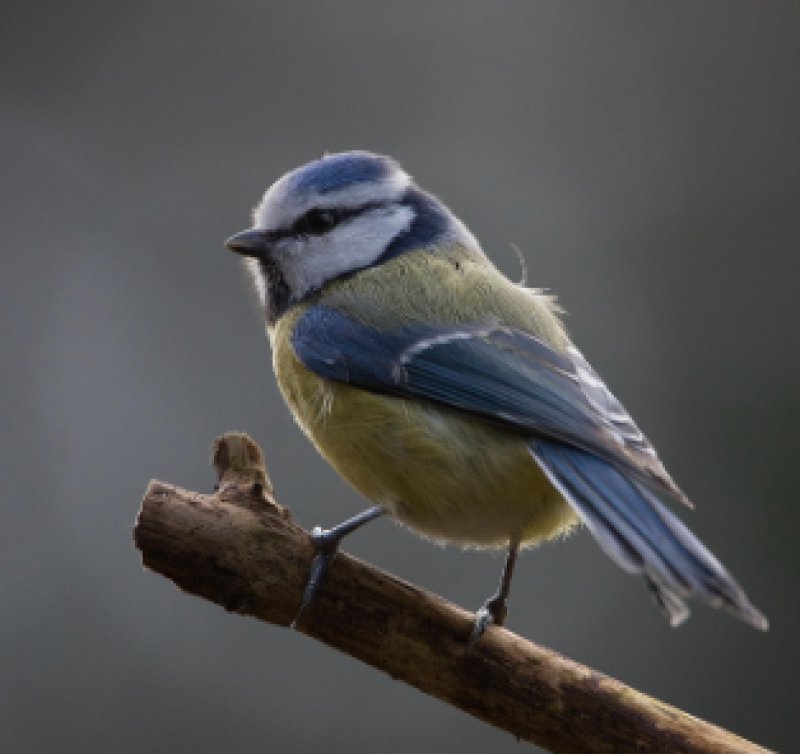 Vogelweekend toont nieuwe favoriet in Vlaamse tuinen