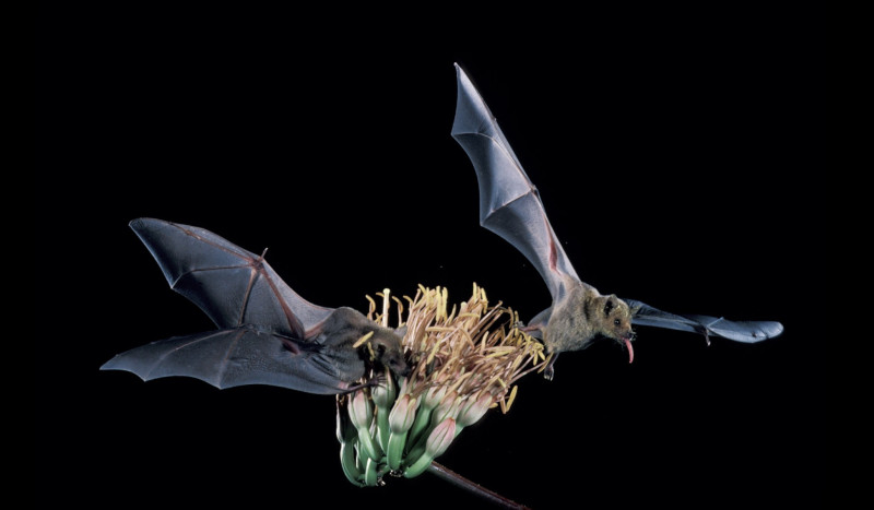 Nipah-virus duikt op in India, internet roept al “Corona 2.0!”