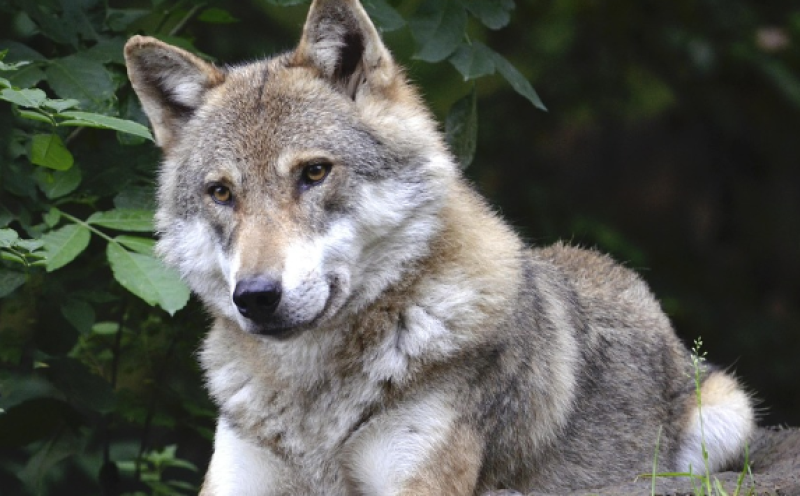 Wolf waargenomen in de Maasvallei in Limburg