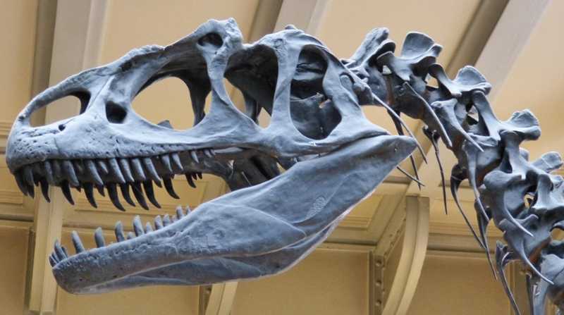 Nieuwe dinosaurussoort ontdekt in Spanje