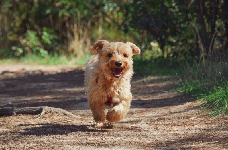Waarom een hond je beste trainingsbuddy is (zonder te klagen)