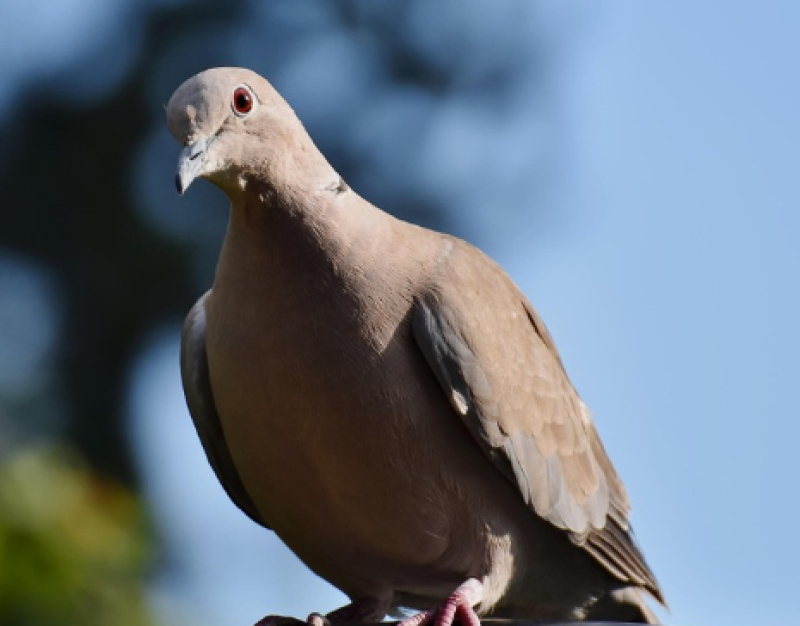 Duivenbeurs Fugare zonder duiven door vogelgriep