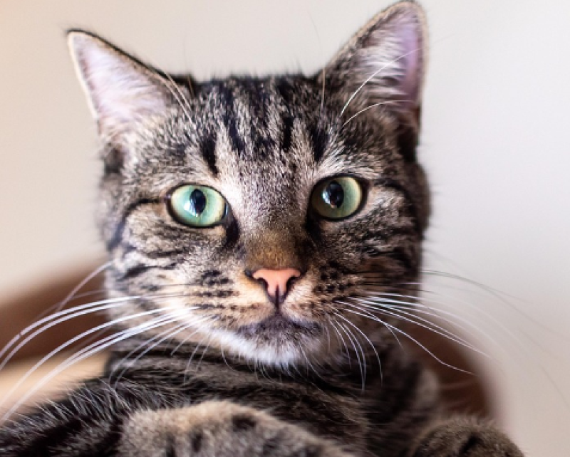 Gentse zwerfkatten krijgen diervriendelijkere zorg