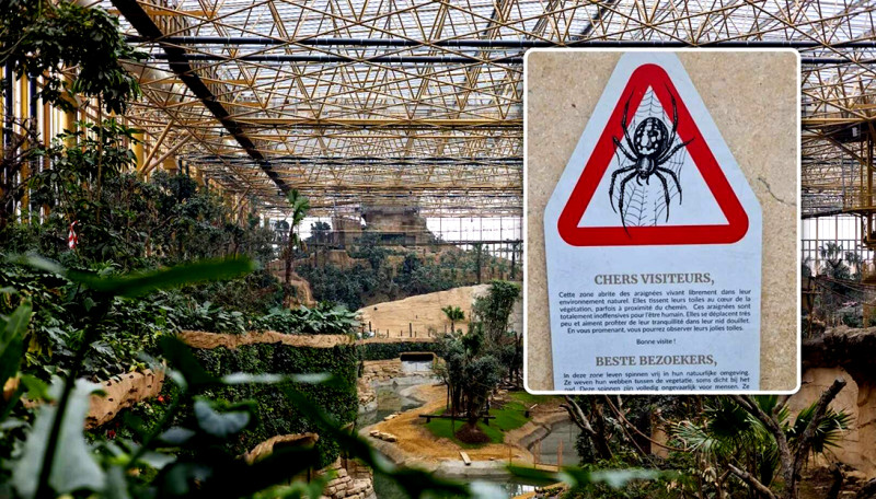 Loslopende spinnen in nieuwe indoorjungle: Pairi Daiza waarschuwt bezoekers