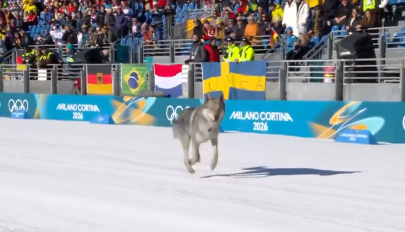 🎥 Olympische stunt van Nazgul: wolfshond steelt show bij kwalificatie langlaufen