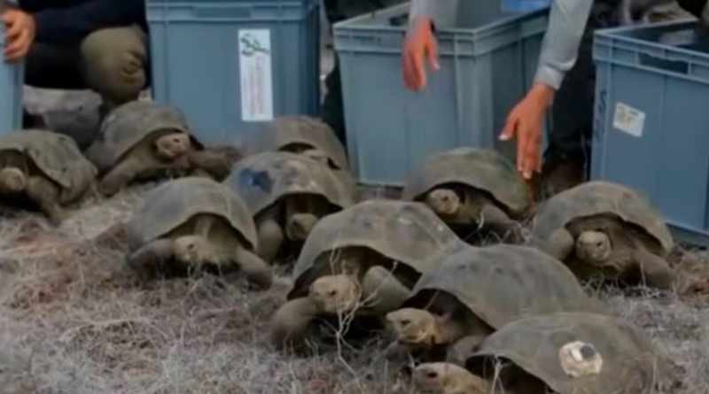 🎥 Reuzenschildpadden keren terug naar Galápagoseiland waar ze ooit uitstierven