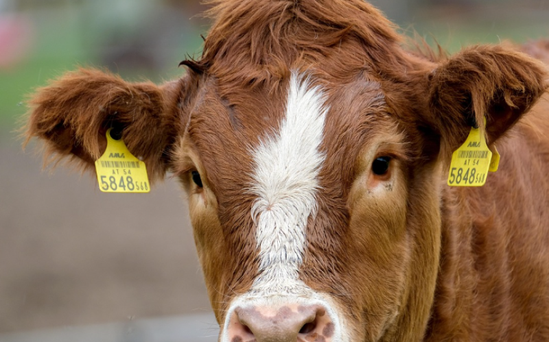 Dierenmishandeling in Aalst: boeren voor de rechter