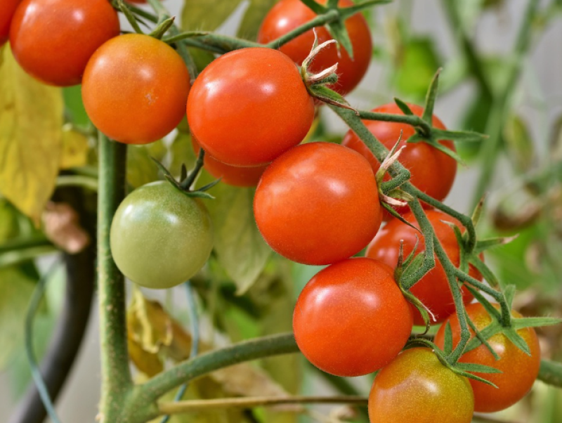 Tuinhier organiseert tomatenwedstrijd in Oudegem