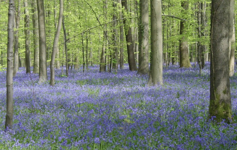 "Weg met de valse tegenstelling tussen landbouw en natuur": zeker tot 2031 geld voor projecten in Nationaal Park Brabantse Wouden