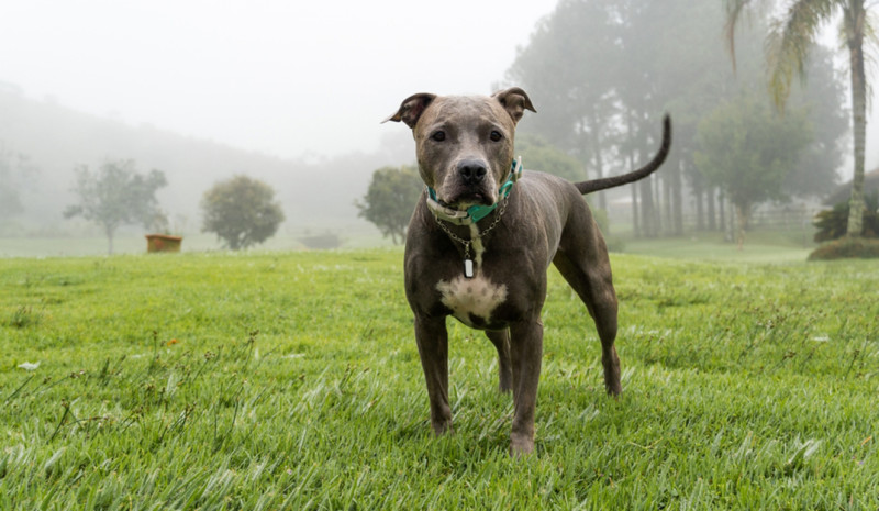 Nederlandse pitbull doodt zwangere vrouw