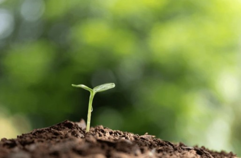 Ploegstraat in Ledeberg wordt groener: buurtbewoners planten samen voor koelere, leefbaardere straat
