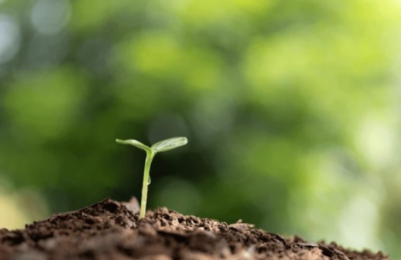 Inwoners planten nieuw geboortebos aan in Kruisabele: "Blijvende herinnering"