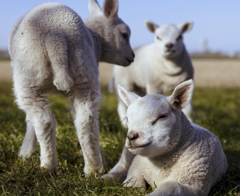 Lammetjes trekken bezoekers naar Brugse kinderboerderij